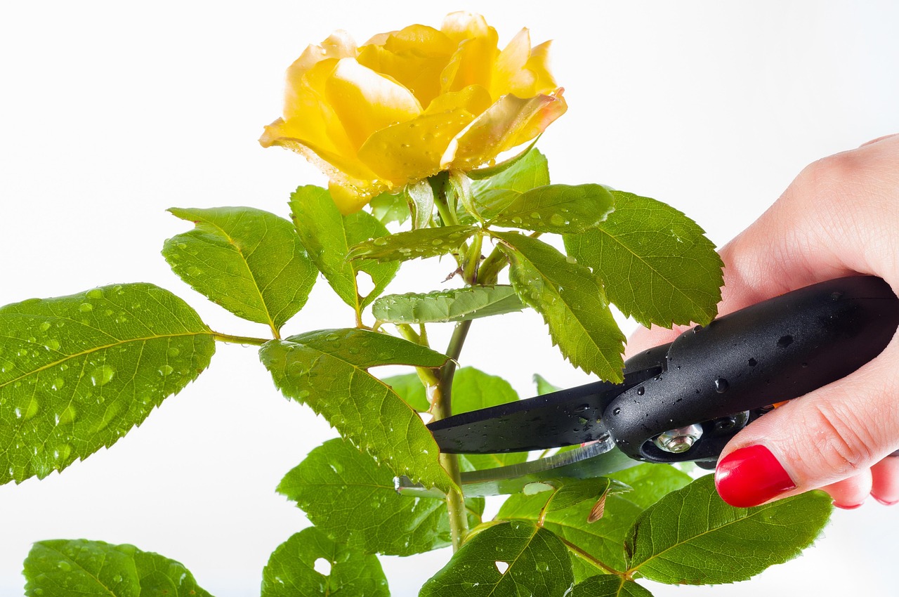 Deadheading Demystified: Where to Snip and Why It Works