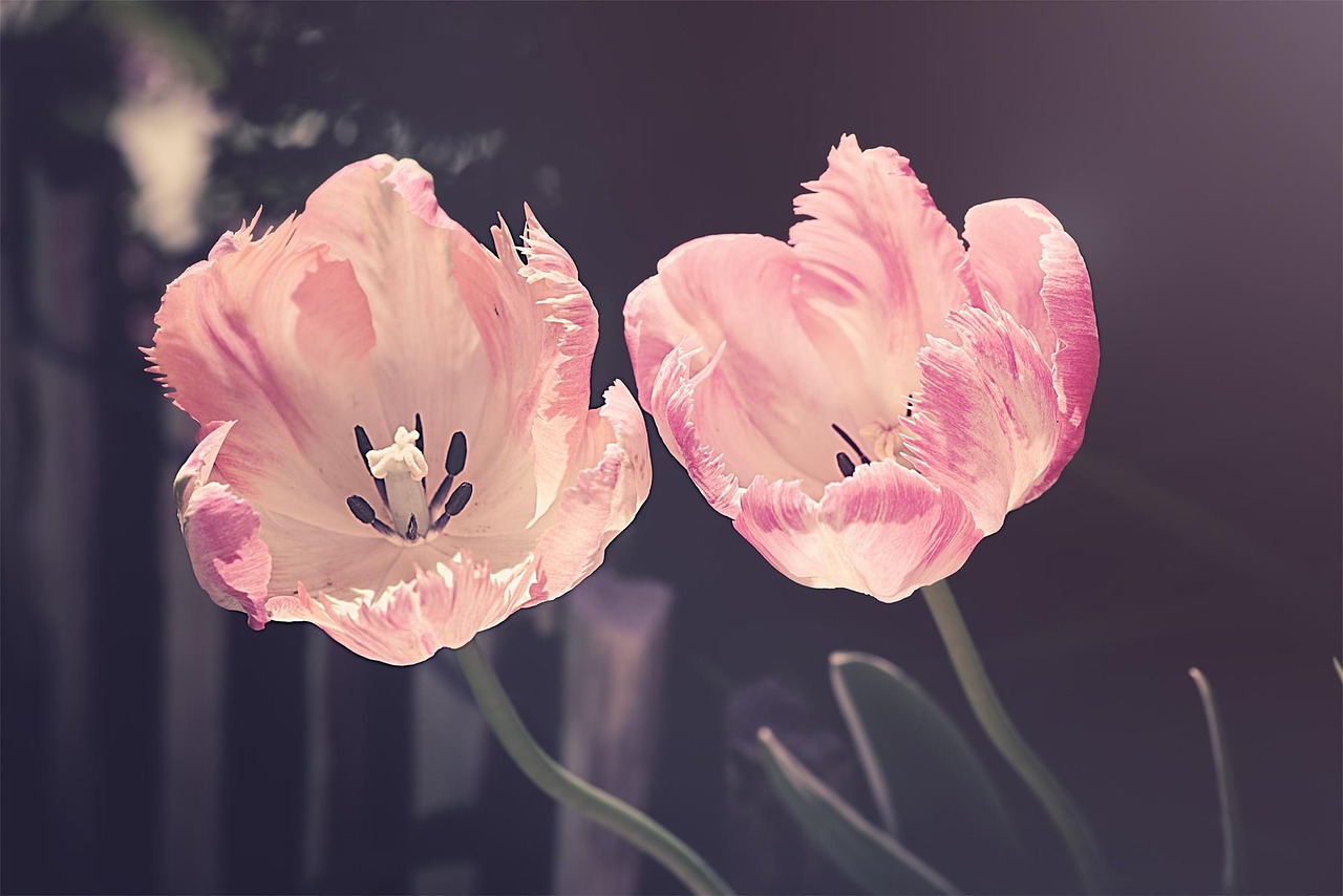 From Seed Packet to Bouquet: A Beginner's Cutting Garden