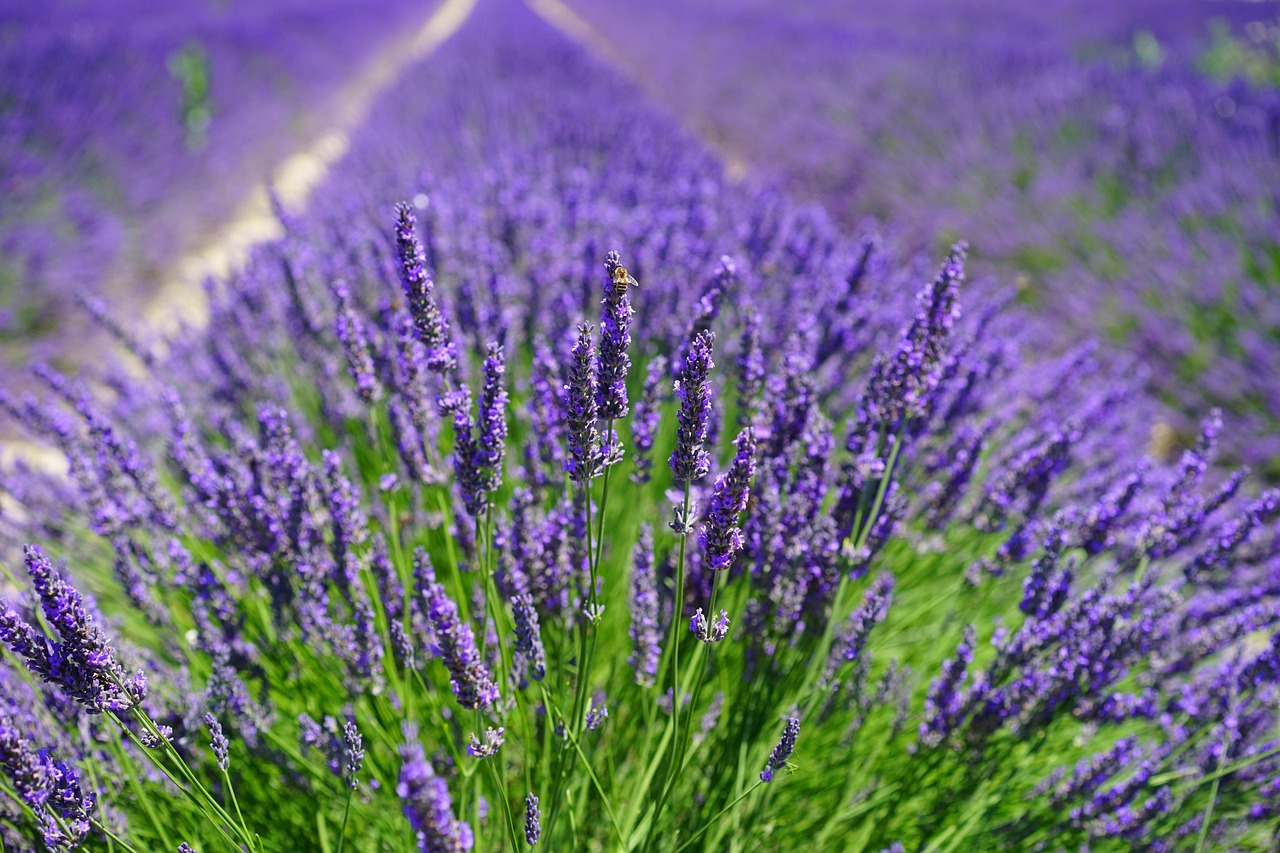Growing a Scented Garden: Plant for the Nose, Not Just the Eye