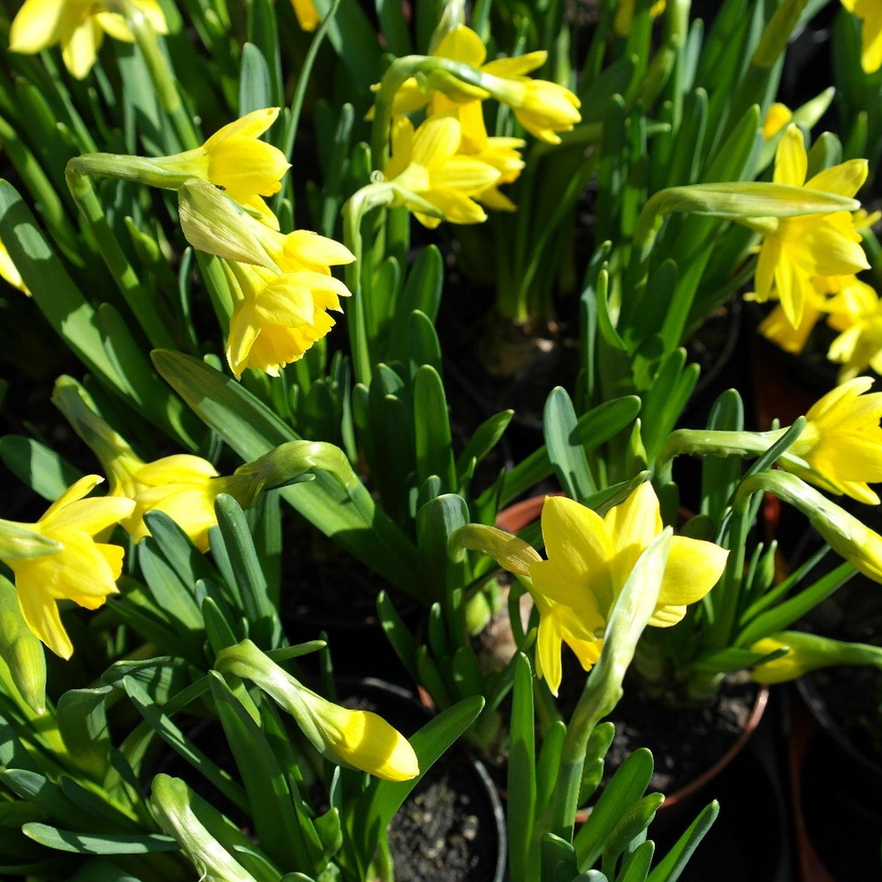 Spring Bulbs in Containers: A Small-Space Spectacle