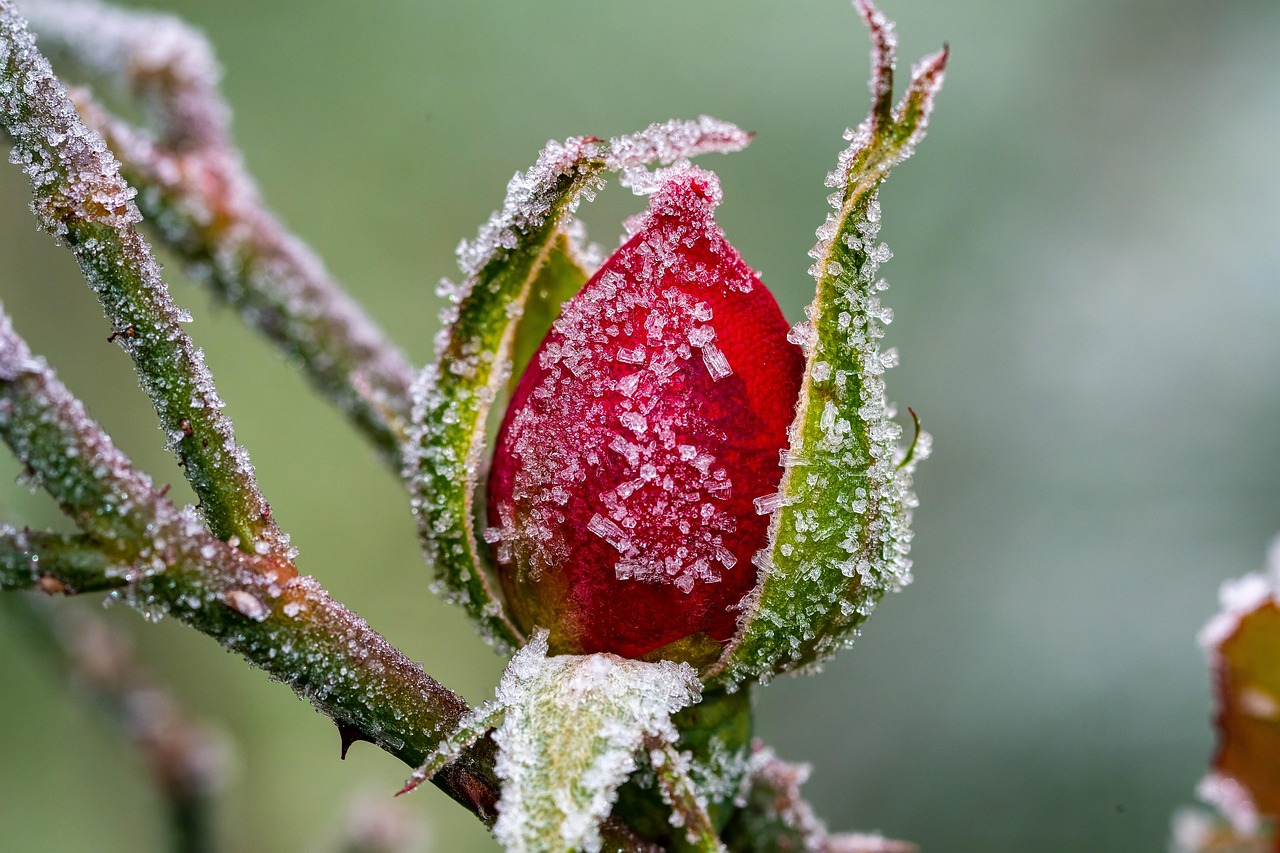 Winter Interest: Designing a Garden That Doesn't Disappear